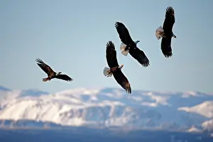 Leucocephalus: United-States, Alaska, bald eagle (Haliaeetus l
