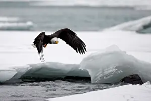 Leucocephalus: United-States, Alaska, bald eagle (Haliaeetus l