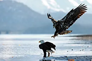 Leucocephalus: United-States, Alaska, bald eagle (Haliaeetus l