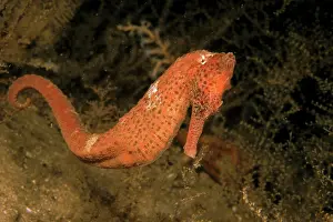Seahorse: United States of America, Florida. The lined