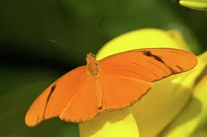 Dryas: United States, Maryland, Wheaton, Brookside