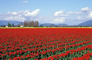 Skagit: United States, Washington, La Connor. Tulip