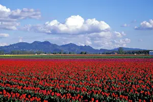 Skagit: United States, Washington, La Connor. Tulip