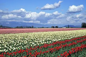 Skagit: United States, Washington, La Connor. Tulip