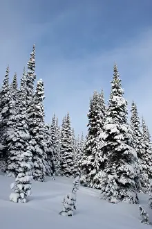 Purity: United States, Washington, snow covered