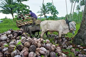 Unloading: Unloading coconut cart