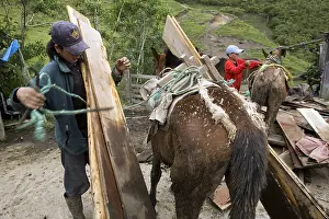 Unloading: Unloading a Horse carrying planks Ecuador
