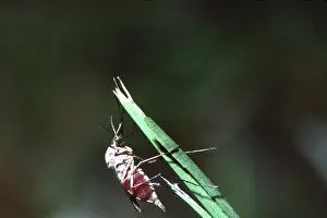 Mosquito: Unmarked Slender Mosquito