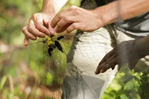 Scientist: Unmeshing of bananaquit (Coereba flaveola), Island