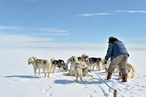 Inuit: Unrevaling the lines of the sled dogs