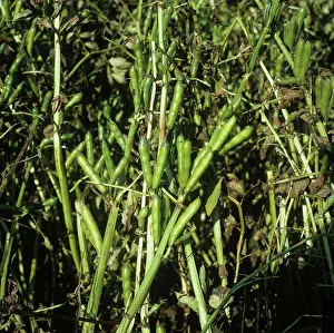 Seedpod: Unripe Bean Pods