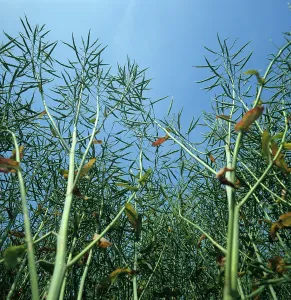 Seedpod: Unripe Canola Seedpods