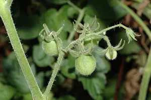 Lycopersicon: Unripe Cherry Tomatoes