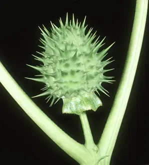Trumpet: Unripe fruit of Thorn Apple
