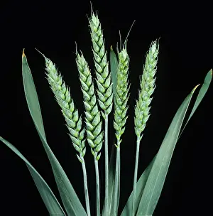 Cereals: Unripe, green wheat ears