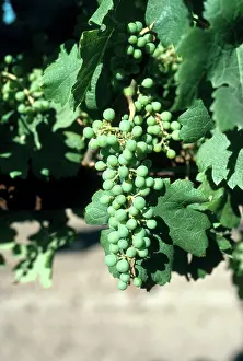 Ripening: Unripe Wine Grapes