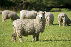 Merino: Unshorn Merino sheep