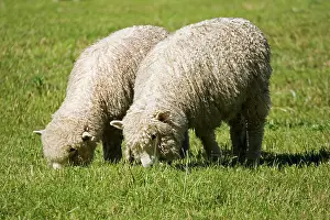 Merino: Unshorn Merino sheep - grazing