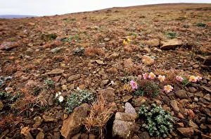 Unst: Unst - Shetland Islands - Keen of Hammar National