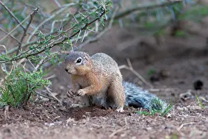 Rutilus: Unstriped Ground Squirrel