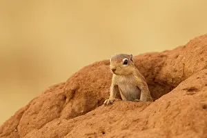 Rutilus: Unstriped Ground Squirrel