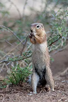 Rutilus: Unstriped Ground Squirrel - eating