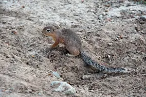 Rutilus: Unstriped Ground Squirrel - foraging