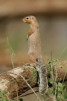 Rutilus: Unstriped Ground squirrel - on hind legs