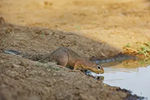 Savane: unstriped ground squirrel (Xerus rutilus)
