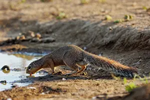 Savane: unstriped ground squirrel (Xerus rutilus)