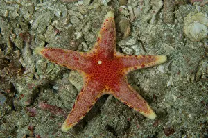 Echinodermata: Unusual Sea Star