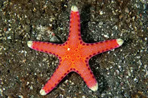 Echinodermata: Unusual Sea Star - Sidem Dive Site, Tulamben, Karangasem