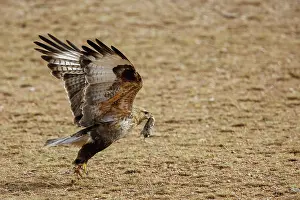 Rapace: UPLAND BUZZARD
