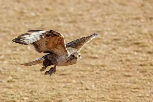 Rapace: UPLAND BUZZARD