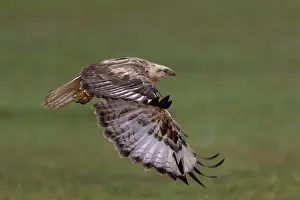 Rapace: UPLAND BUZZARD