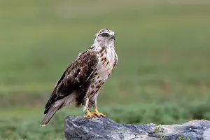 Rapace: UPLAND BUZZARD