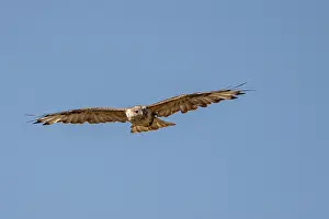 Rapace: UPLAND BUZZARD