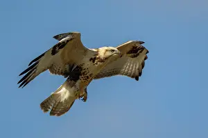 Rapace: UPLAND BUZZARD