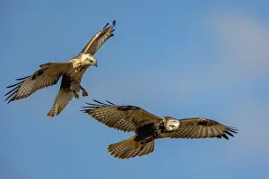 Rapace: UPLAND BUZZARD