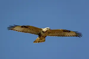 Rapace: UPLAND BUZZARD
