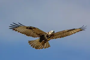Rapace: UPLAND BUZZARD