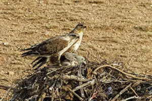 Partie Est De La Mongolie: UPLAND BUZZARD, NEST