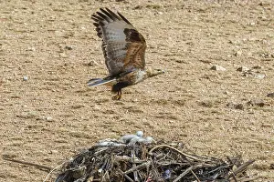 Partie Est De La Mongolie: UPLAND BUZZARD, NEST