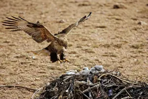 Partie Est De La Mongolie: UPLAND BUZZARD, NEST