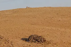 Partie Est De La Mongolie: UPLAND BUZZARD, NEST