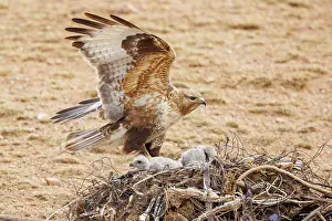 Partie Est De La Mongolie: UPLAND BUZZARD, NEST