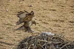 Partie Est De La Mongolie: UPLAND BUZZARD, NEST