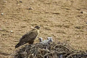 Partie Est De La Mongolie: UPLAND BUZZARD, NEST