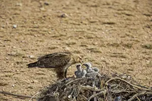Partie Est De La Mongolie: UPLAND BUZZARD, NEST