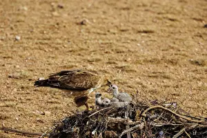 Partie Est De La Mongolie: UPLAND BUZZARD, NEST